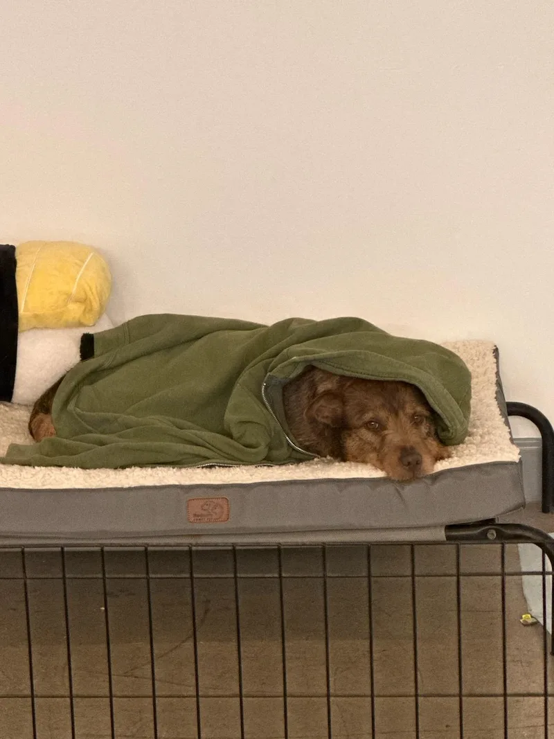 A young medium-sized female Brown / Chocolate Terrier dog named Adeen for adoption in Concord, CA
