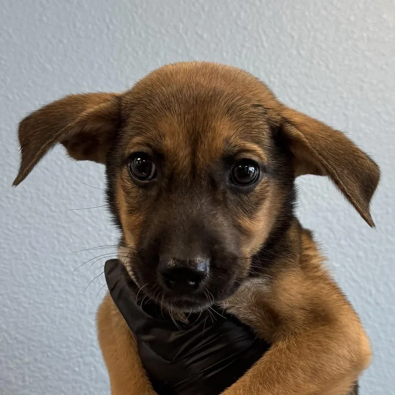 A young medium-sized male Brown / Chocolate Mixed Breed dog named Pickles for adoption in Las Cruces, NM