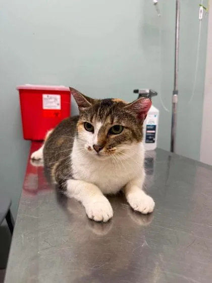 An adult large-sized female Domestic Short Hair cat named Monroe for adoption in Annapolis, MD