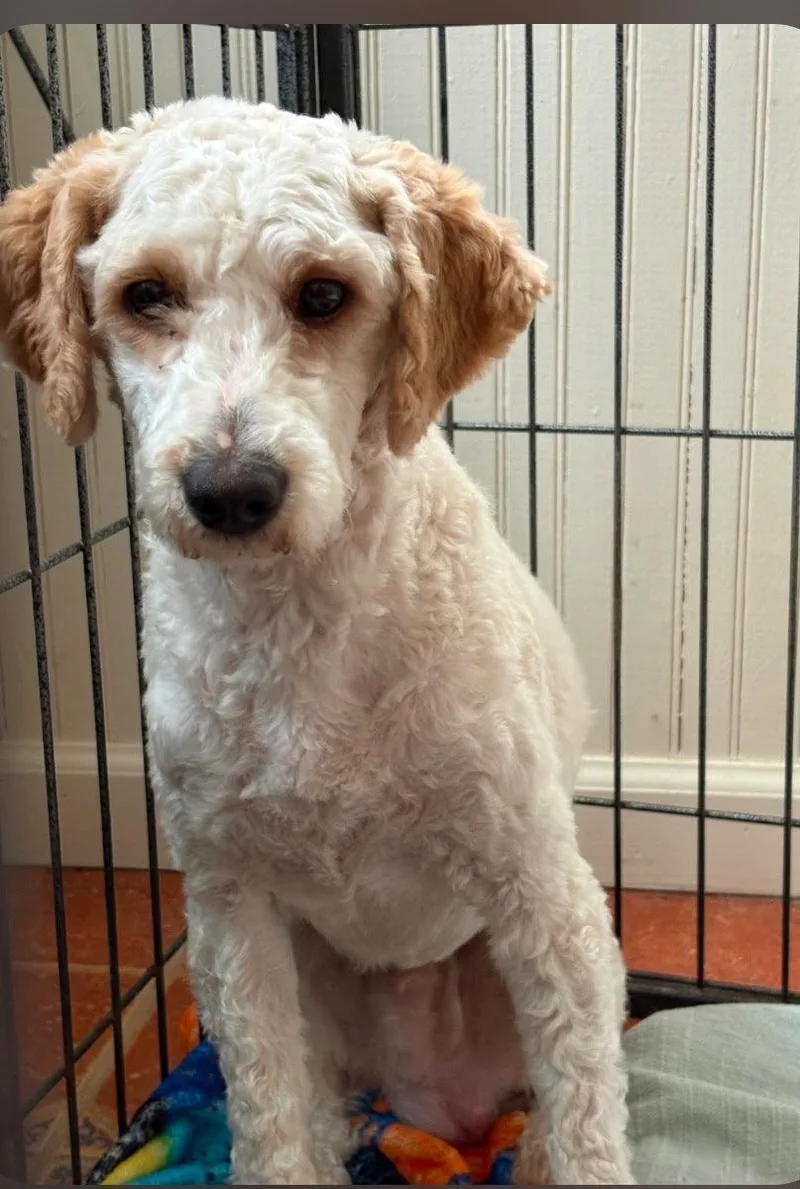 A young medium-sized male Cavalier King Charles Spaniel dog named Pacey for adoption in Tenafly, NJ