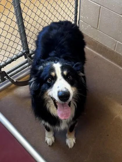 A senior large-sized female Australian Shepherd dog named Greta for adoption in Kalispell, MT