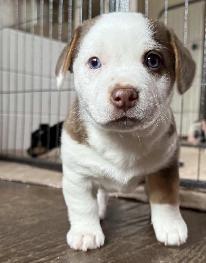 A baby small-sized female Brown / Chocolate Terrier dog named Hannah for adoption in Dallas, TX