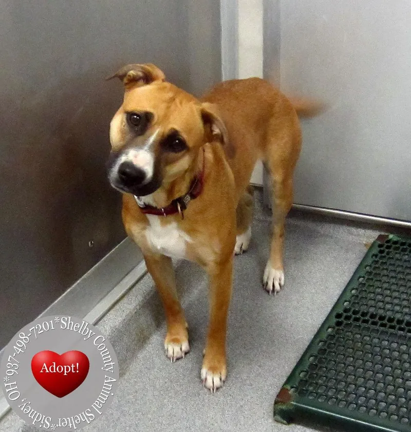 A young large-sized female Pit Bull Terrier dog named Florence Yrly for adoption in Sidney, OH