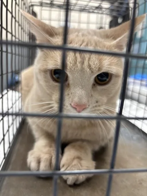 A young medium-sized male Domestic Short Hair cat named Moe for adoption in Las Vegas, NV