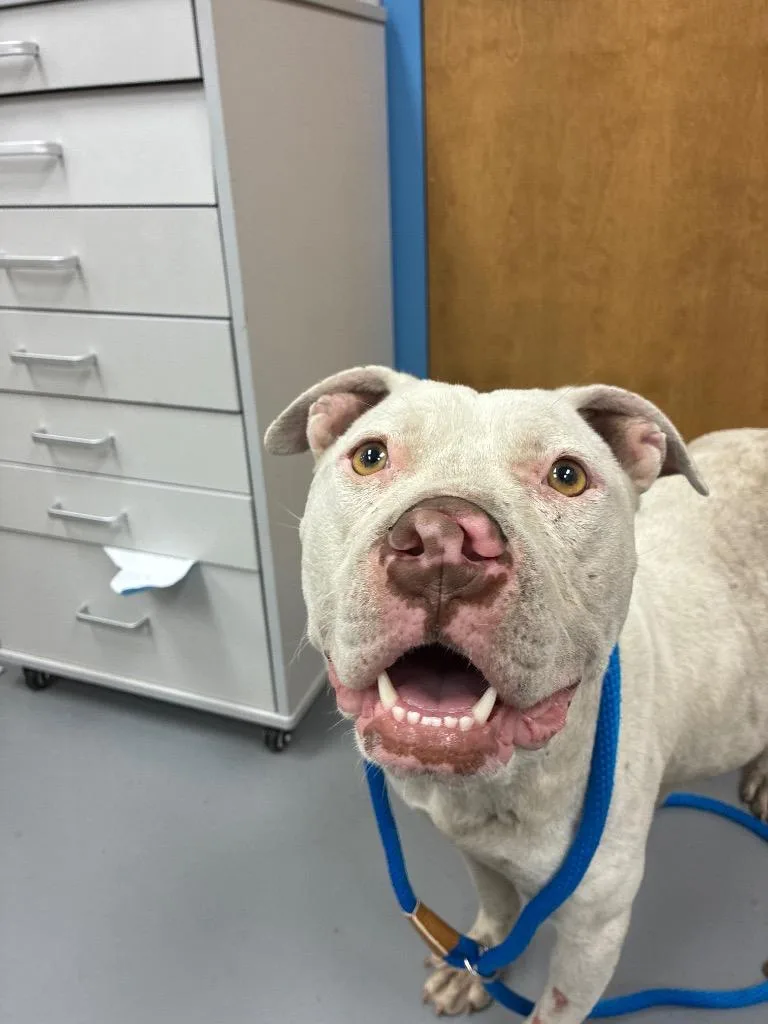 An adult medium-sized female Pit Bull Terrier dog named Honeybear for adoption in Hartsville, SC