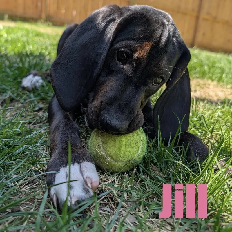 A baby large-sized female Hound dog named Jill for adoption in Ellicott City, MD