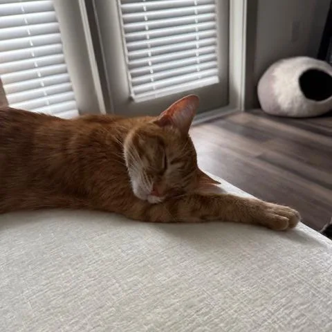 An adult small-sized female Orange / Red Domestic Short Hair cat named Annie for adoption in Lynchburg, VA