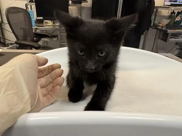 A baby small-sized male Domestic Short Hair cat named Obsidian for adoption in Thousand Palms, CA