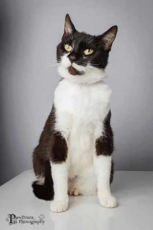 An adult medium-sized female Black & White / Tuxedo Domestic Short Hair cat named Ayla for adoption in Maryville, TN