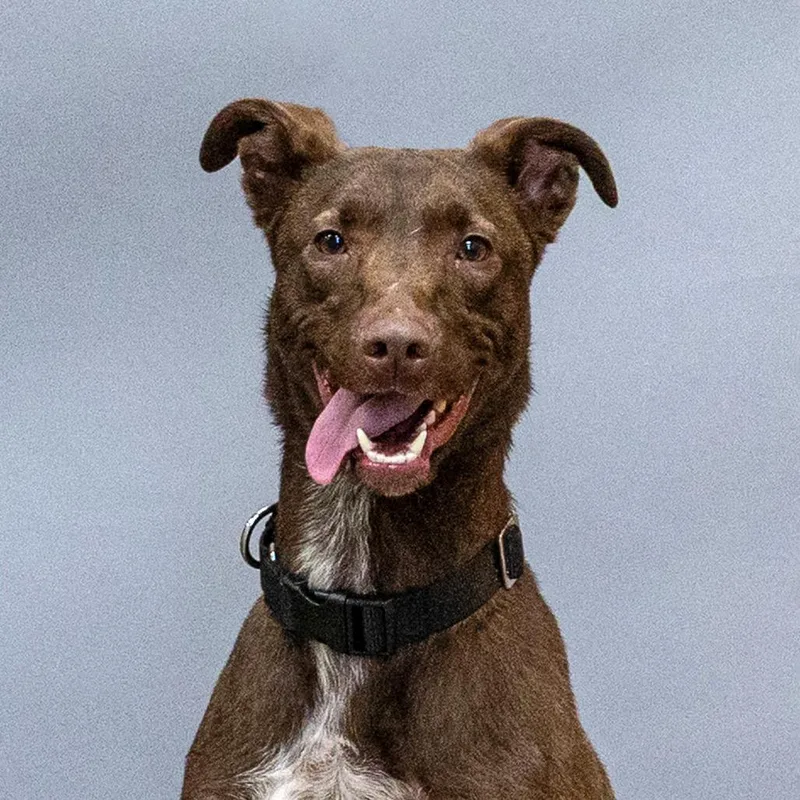 An adult medium-sized male Brown / Chocolate Australian Shepherd dog named Rufus for adoption in Council Bluffs, IA