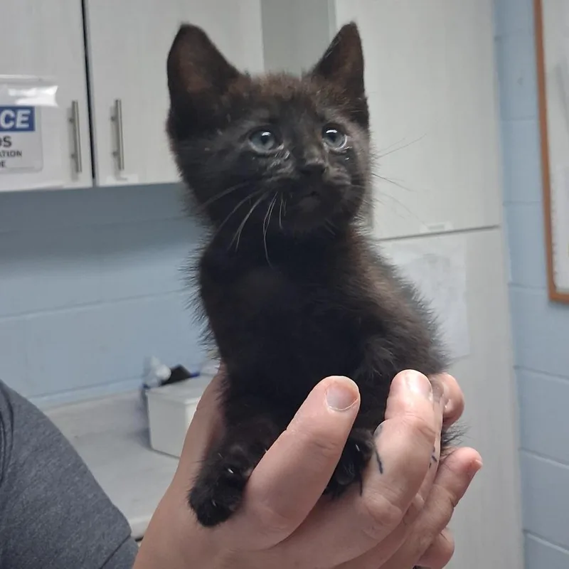A baby small-sized female Black Domestic Short Hair cat named Beetle for adoption in Riverside, CA