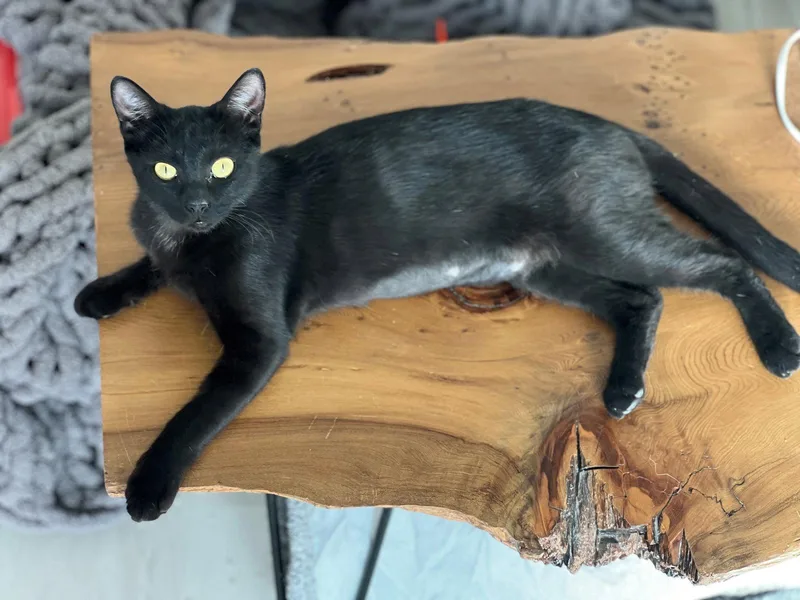 A young small-sized female Black Domestic Short Hair cat named Iman for adoption in Phoenix, AZ
