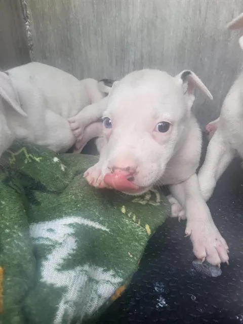 A baby small-sized male American Staffordshire Terrier dog named Blue for adoption in San Antonio, TX