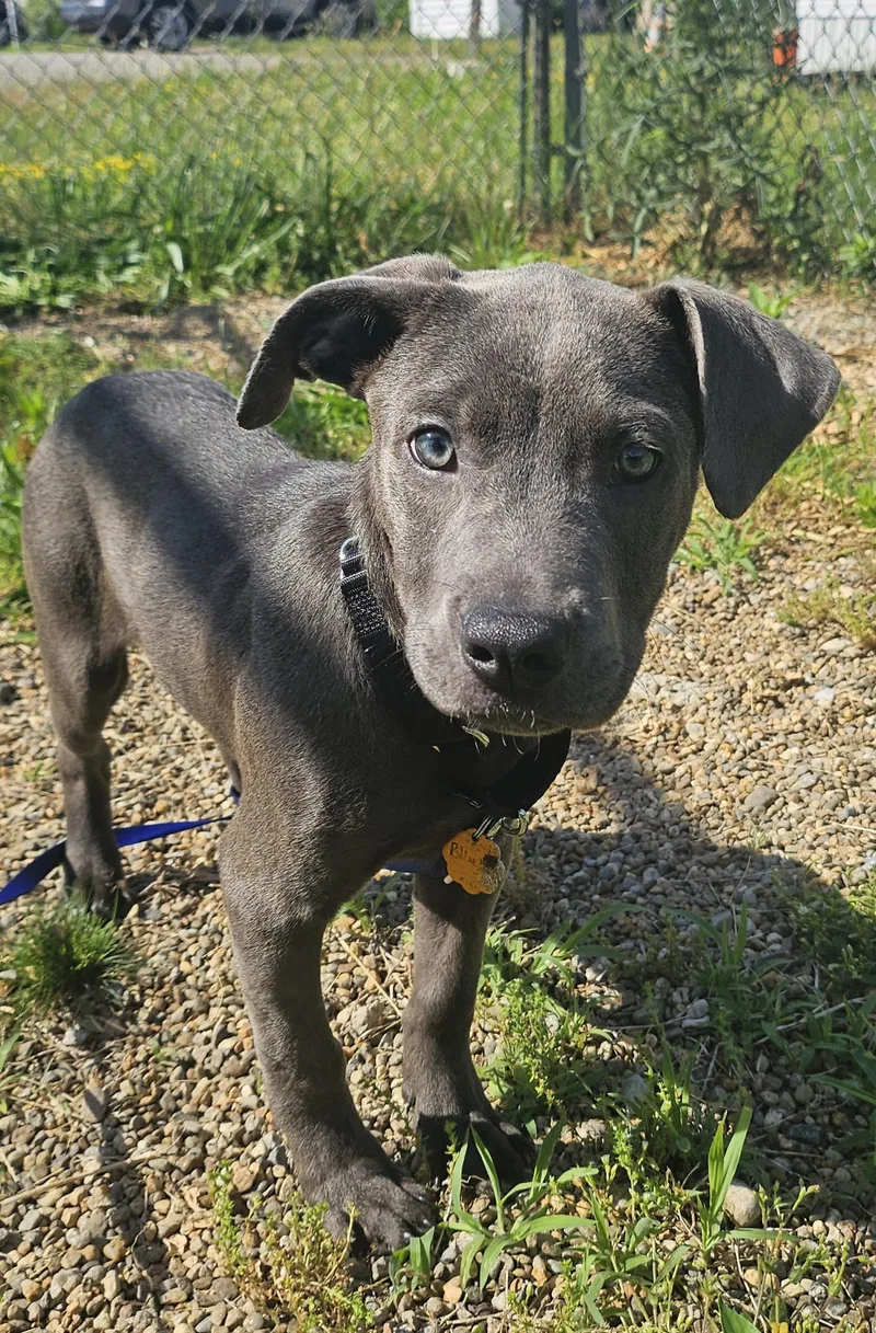 A baby medium-sized male Gray / Blue / Silver Mixed Breed dog named Blueberry for adoption in Salem, NH
