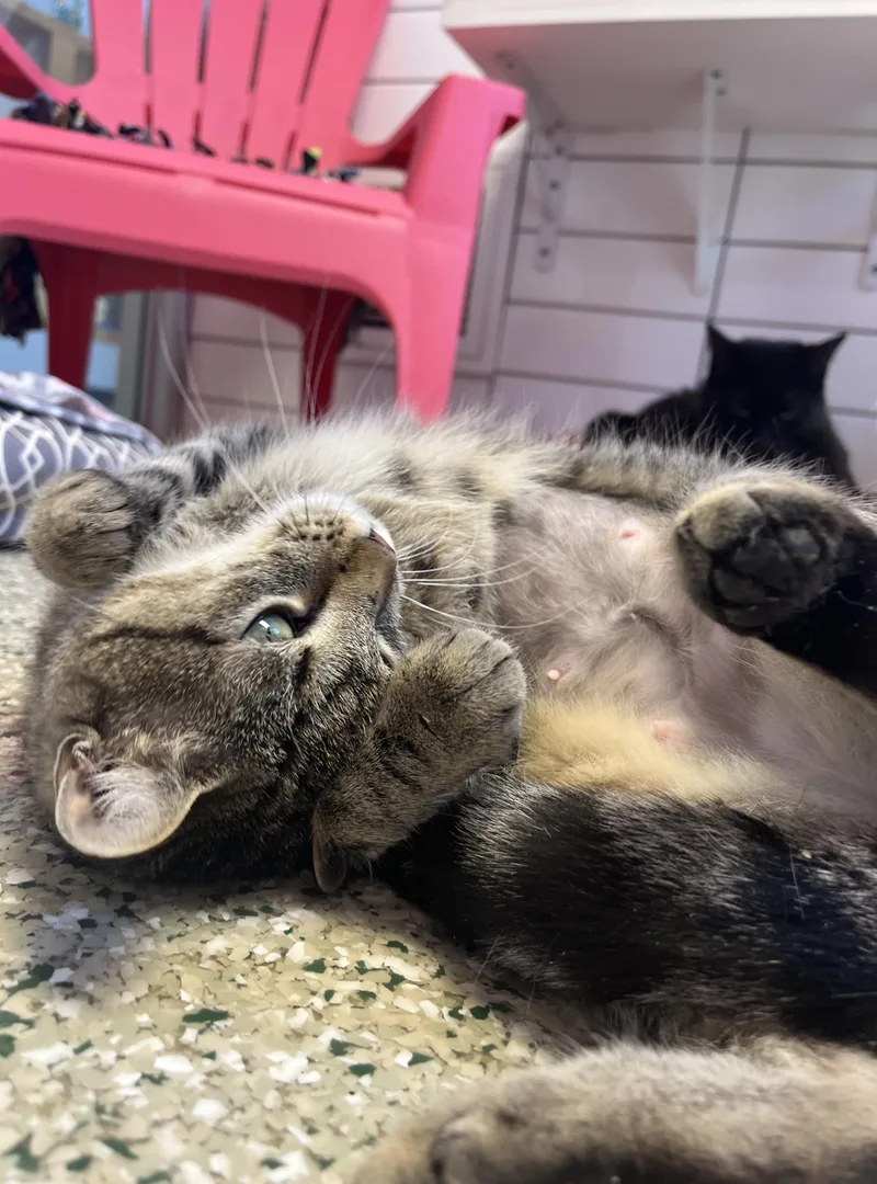 An adult medium-sized female Tabby (Brown / Chocolate) Domestic Short Hair cat named Joni for adoption in Cedar Rapids, IA