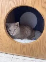 A senior medium-sized male Buff / Tan / Fawn Domestic Short Hair cat named Samba for adoption in Potsdam, NY
