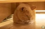 Samba thumbnail 2