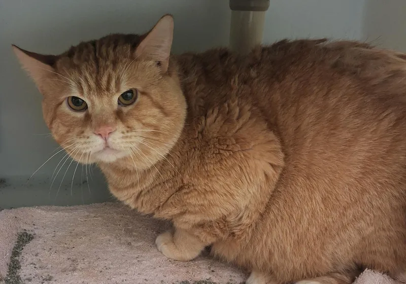 A senior extra large-sized male Orange / Red Domestic Short Hair cat named Garfield for adoption in Ridgway, CO