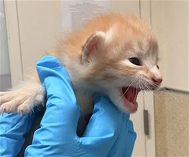 A baby small-sized male Domestic Short Hair cat named Zorro for adoption in Riverside, CA