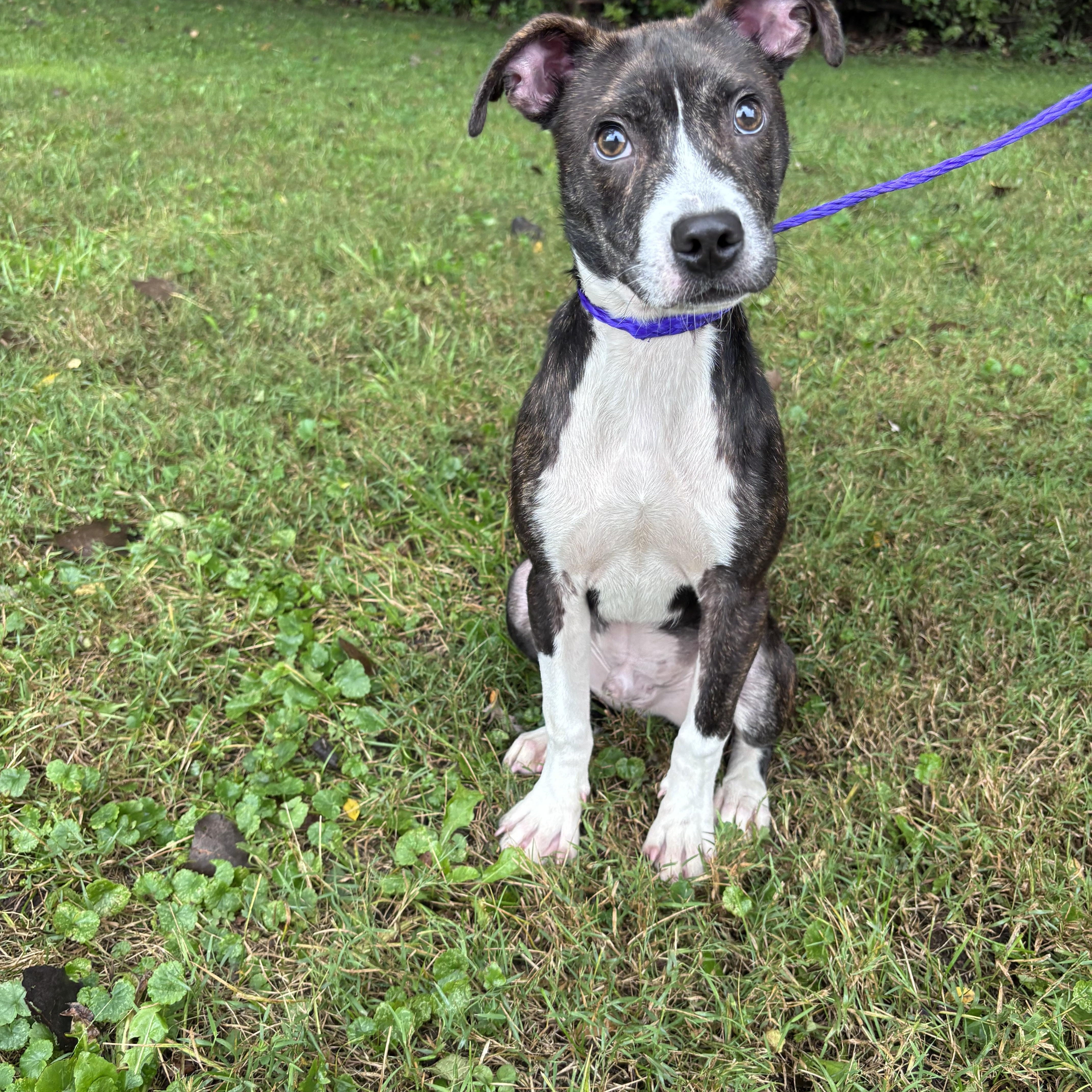 A baby medium-sized male Brindle Pit Bull Terrier dog named Crash for adoption in New Castle, IN