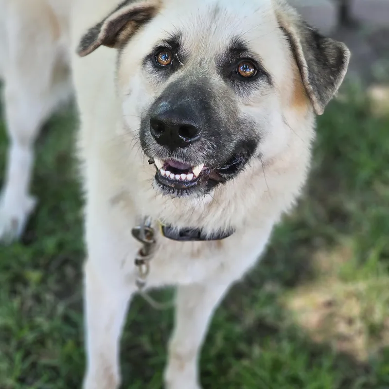 An adult large-sized male Sable Anatolian Shepherd dog named Billy Bob for adoption in O Fallon, IL