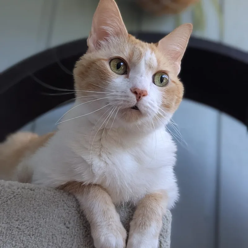 A senior small-sized female Domestic Short Hair cat named Marian for adoption in Orlando, FL