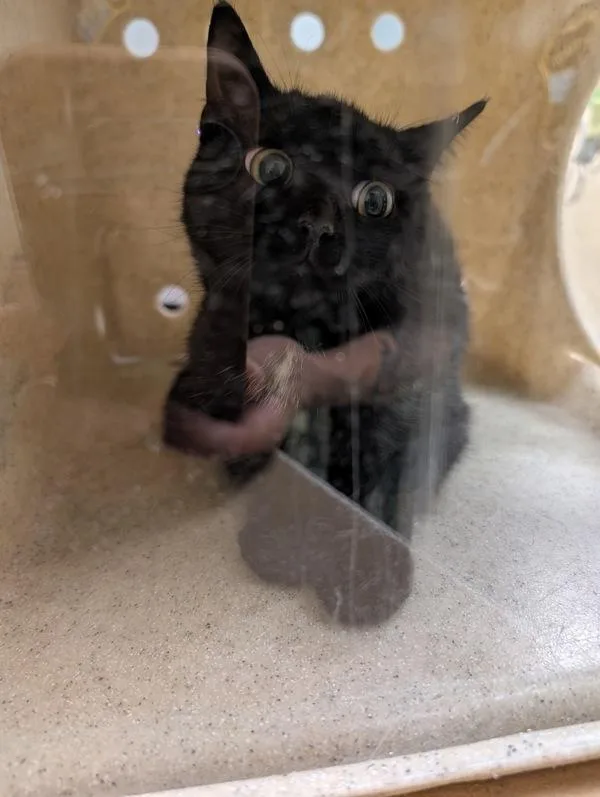 A young small-sized female Domestic Short Hair cat named Bellatrix Lestrange for adoption in Virginia Beach, VA