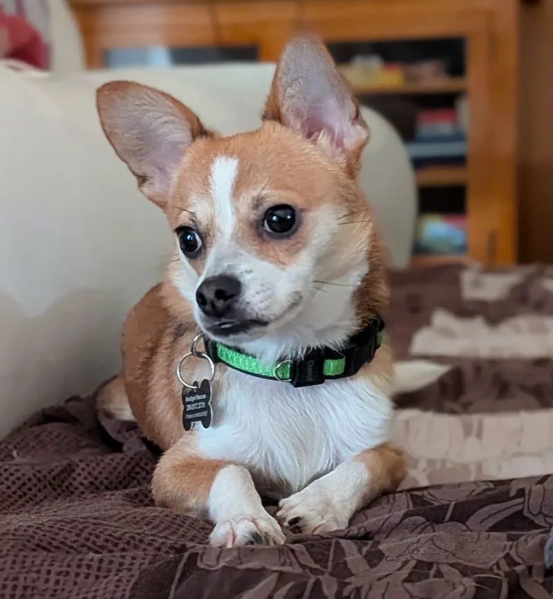 A young small-sized male Chihuahua dog named Parker for adoption in Covington, WA
