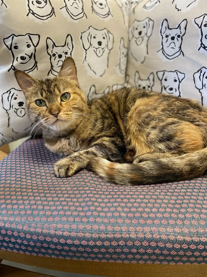 An adult large-sized female Tabby (Brown / Chocolate) Domestic Short Hair cat named Misty for adoption in Burgaw, NC