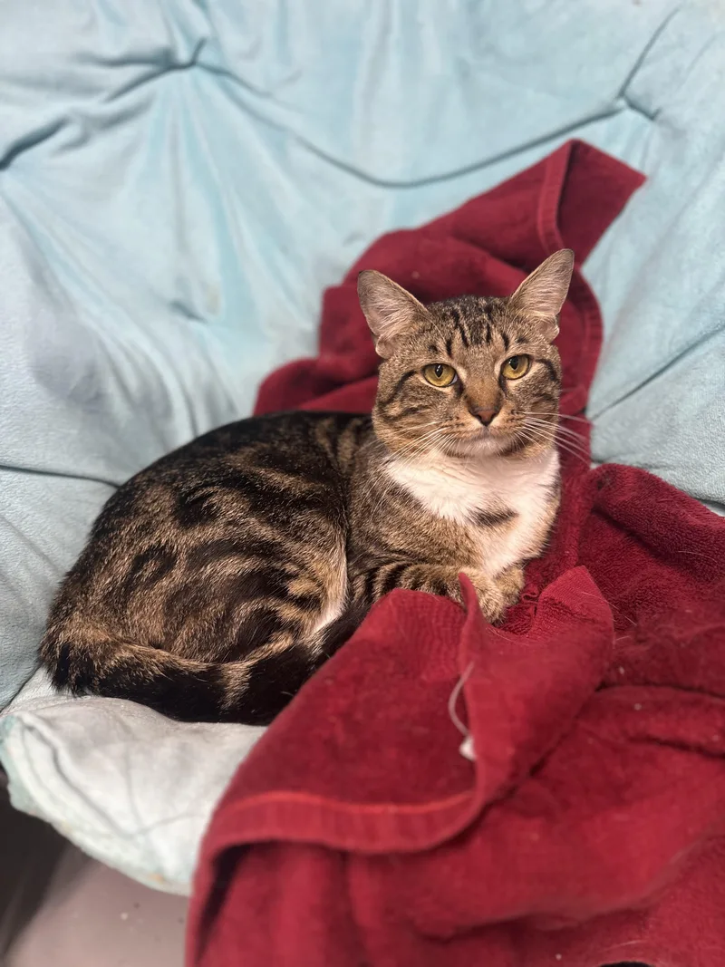 An adult medium-sized male Tabby (Brown / Chocolate) Domestic Short Hair cat named Forest for adoption in North East, MD