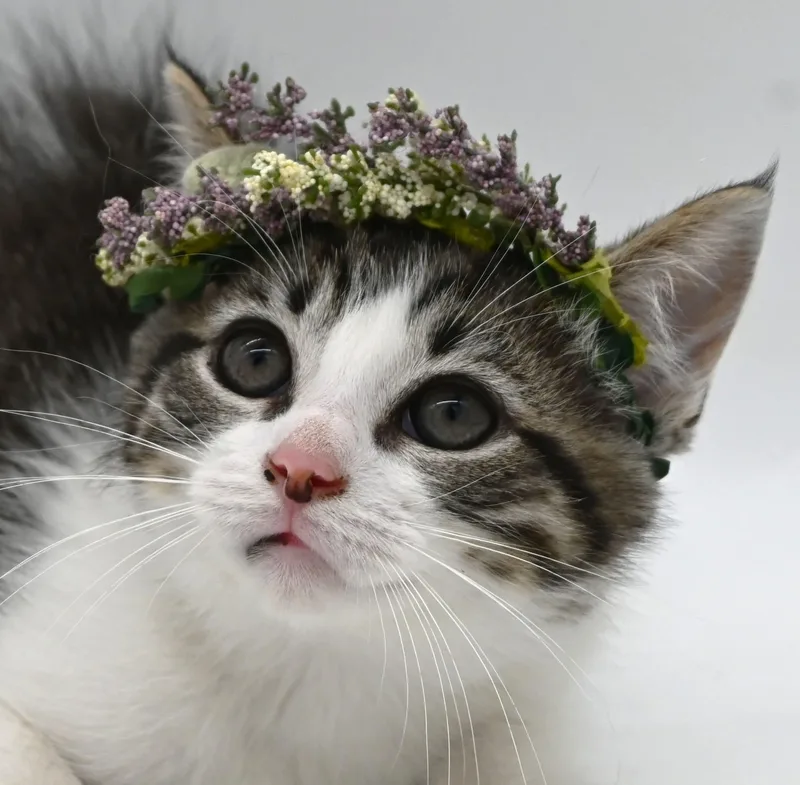 A baby medium-sized female Domestic Short Hair cat named Patty for adoption in Mobile, AL