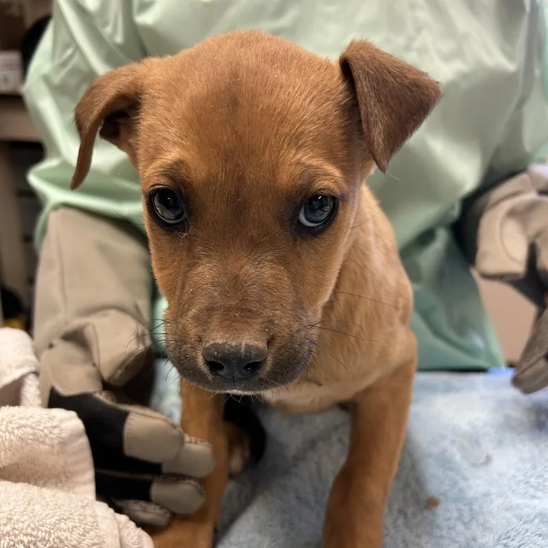 A baby small-sized male Red / Chestnut / Orange Cattle Dog dog named Python for adoption in Flagstaff, AZ