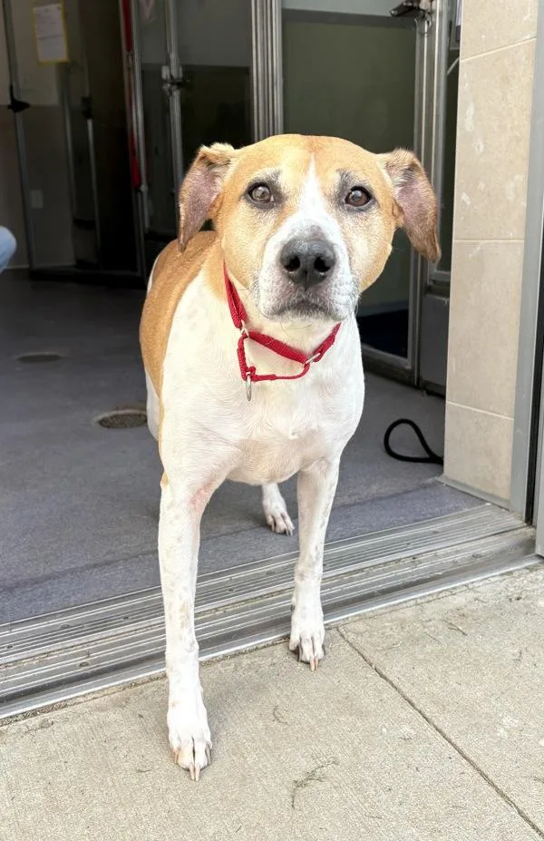 An adult medium-sized male American Foxhound dog named Balto for adoption in Stratham, NH