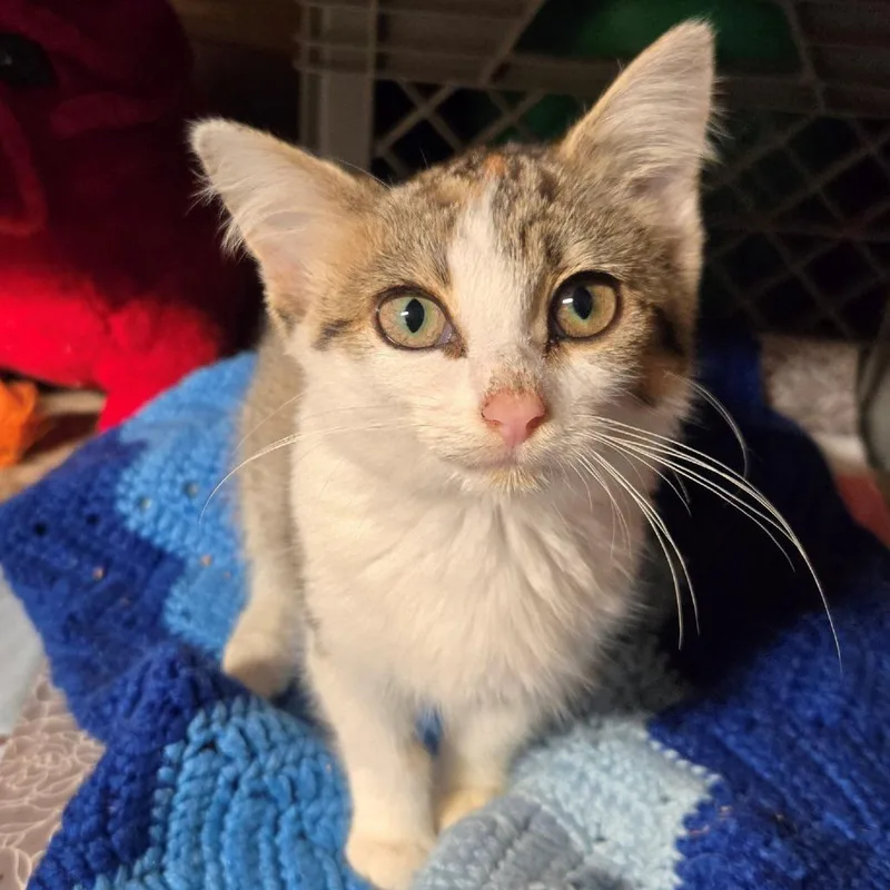 A baby small-sized female White Domestic Short Hair cat named Yolanda for adoption in West Olive, MI