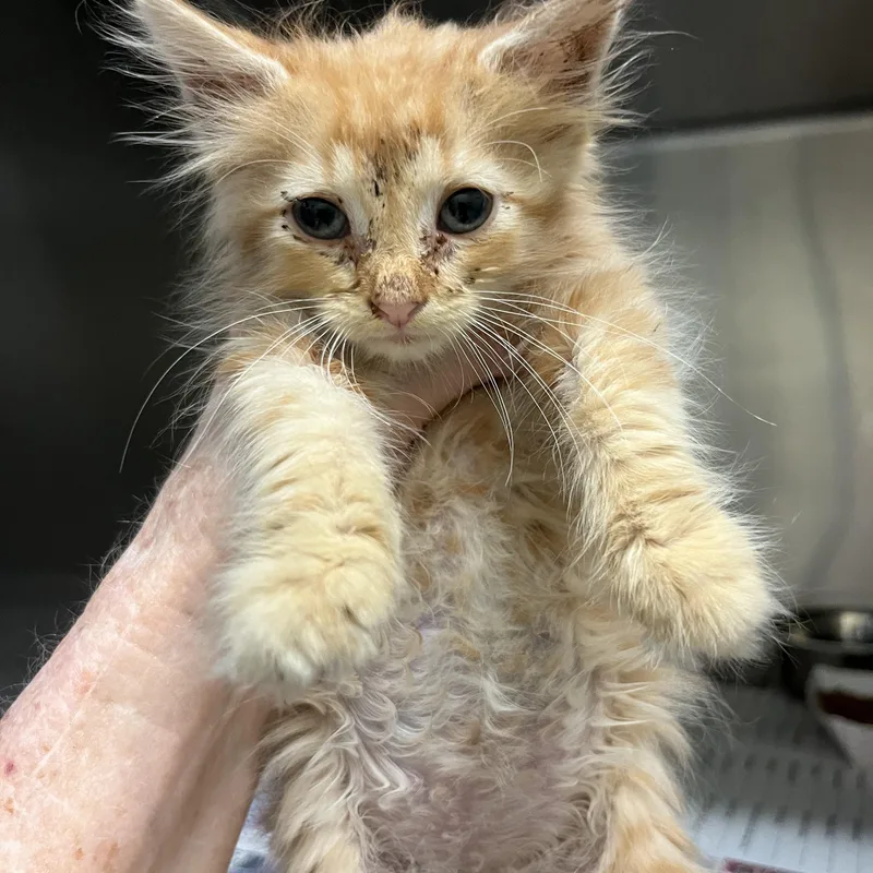A baby large-sized male Orange / Red Domestic Long Hair cat named Levi for adoption in Gainesville, VA