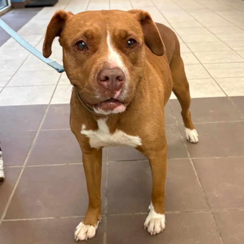 An adult large-sized female Red / Chestnut / Orange Mixed Breed dog named Straymunsondrive for adoption in Columbus, GA