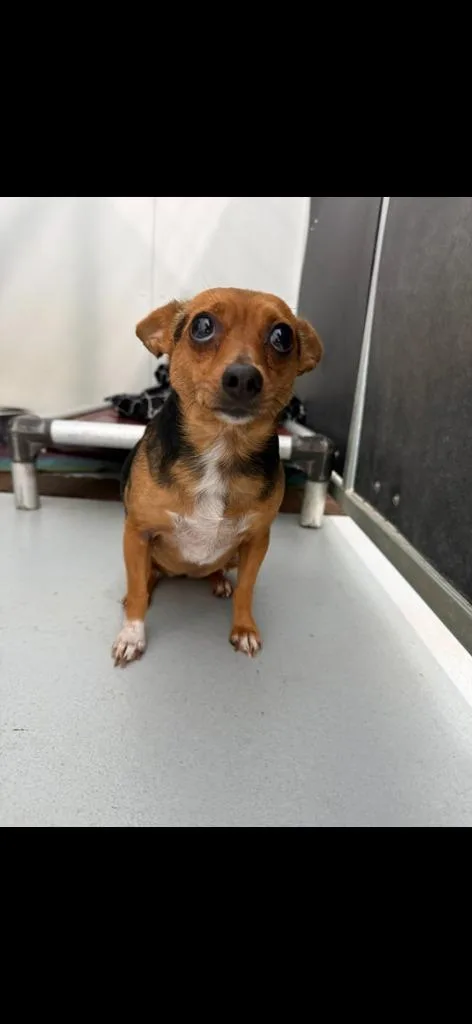 A young small-sized female Chihuahua dog named Myra for adoption in Carthage, MO