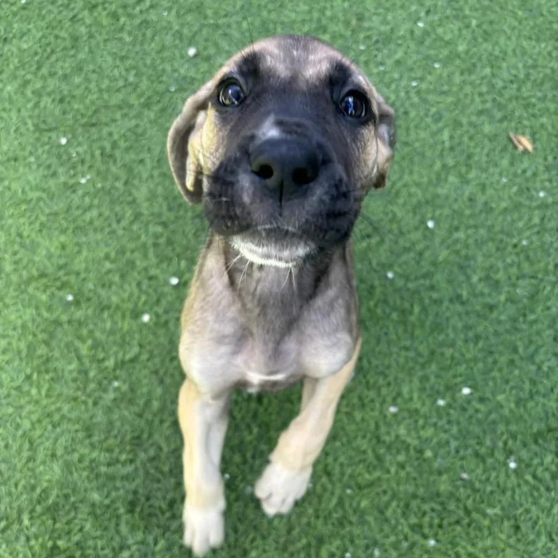 A baby small-sized female Black Great Dane dog named Delina for adoption in LOXAHATCHEE, FL