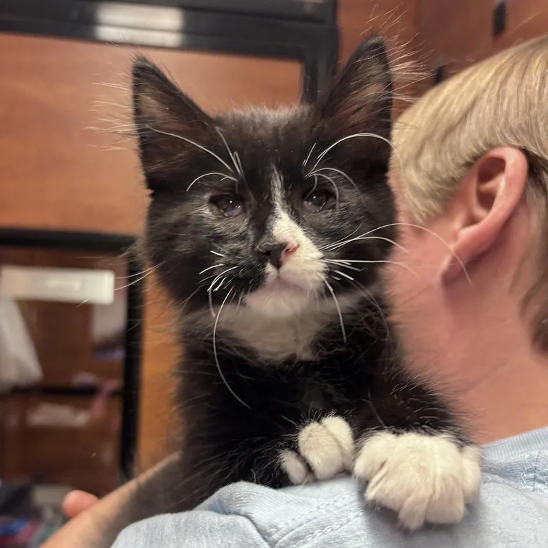 A baby medium-sized male Domestic Long Hair cat named Bear for adoption in Sonora, CA