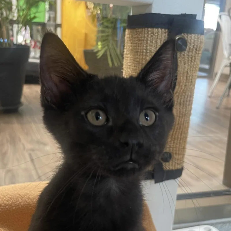 A baby small-sized male Black Domestic Short Hair cat named Kolsch for adoption in Chicago, IL