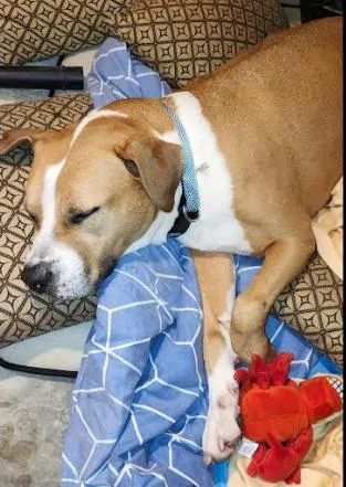 An adult medium-sized female Mixed Breed dog named Bella for adoption in Palm Harbor, FL