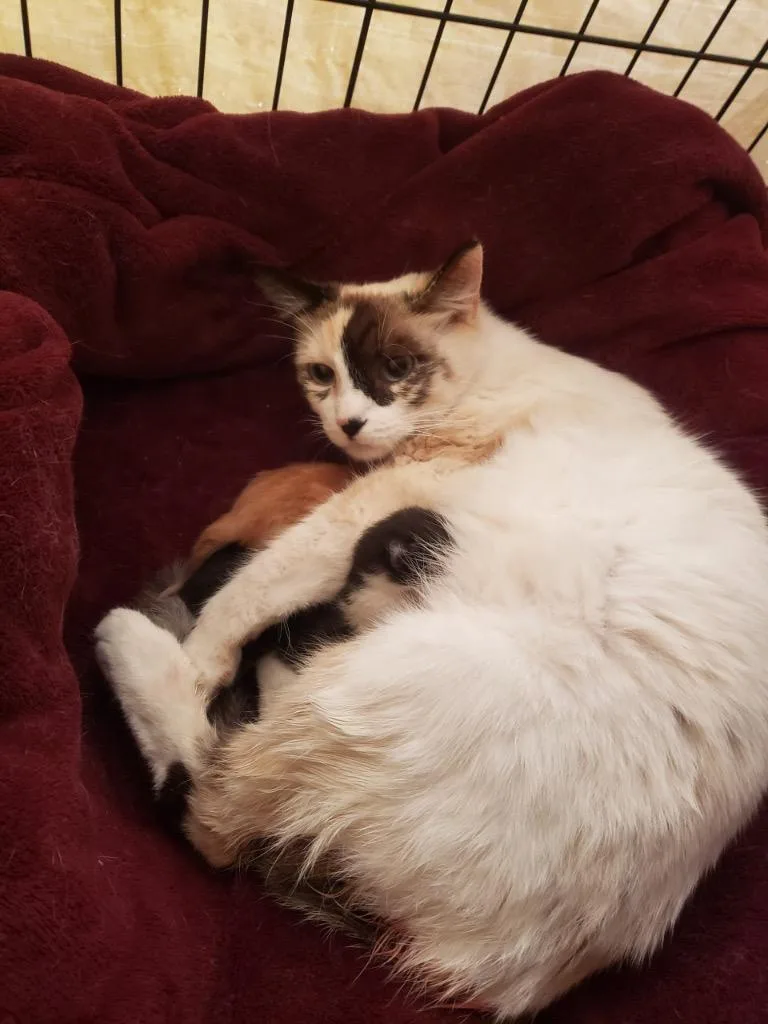 A young small-sized female Domestic Short Hair cat named Rosie cotton for adoption in Thousand Oaks, CA