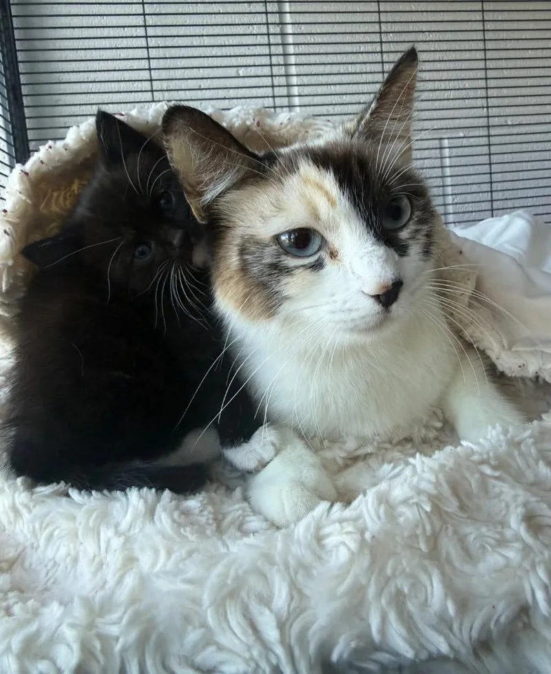 Rosie cotton thumbnail 2
