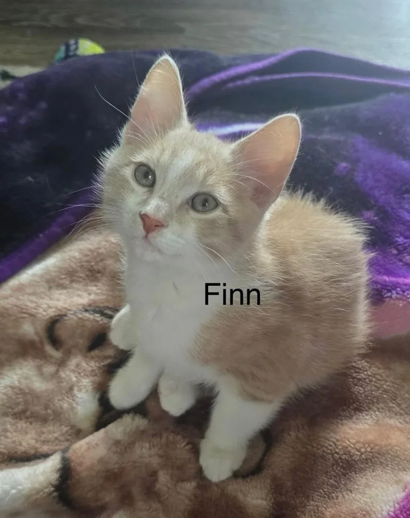 A baby medium-sized male Domestic Short Hair cat named Finn for adoption in Spring, TX