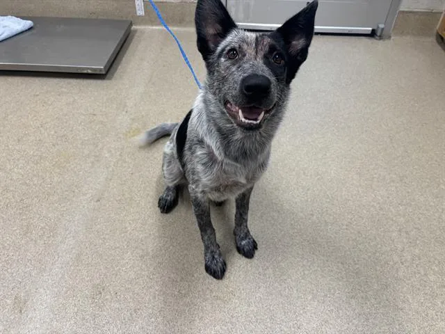 A young large-sized female Australian Cattle Dog / Blue Heeler dog named Rapinoe for adoption in Grand Prairie, TX