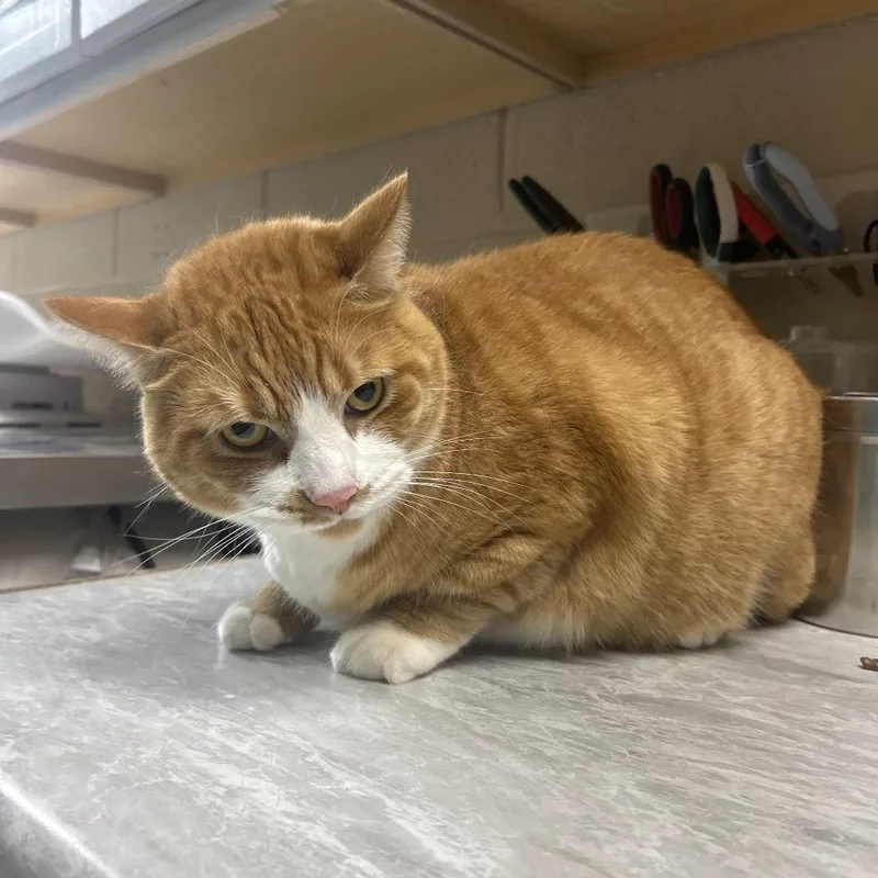 An adult extra large-sized female Orange / Red Domestic Short Hair cat named Luna for adoption in Lewisburg, WV