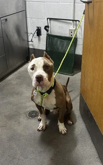 A young large-sized male Staffordshire Bull Terrier dog named Sugar Ray for adoption in Upper Marlboro, MD