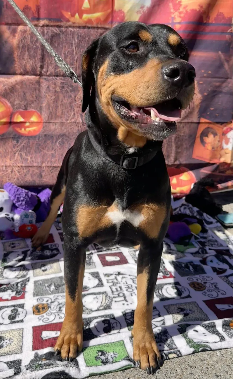 Chongers thumbnail 2