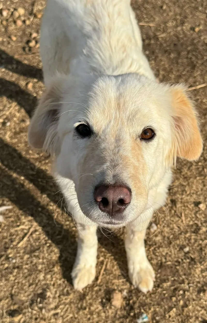 Calloway thumbnail 2