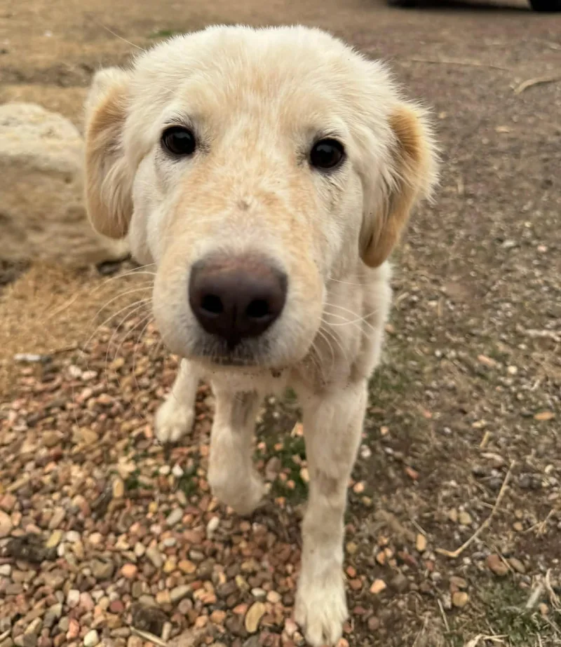 Calloway thumbnail 3